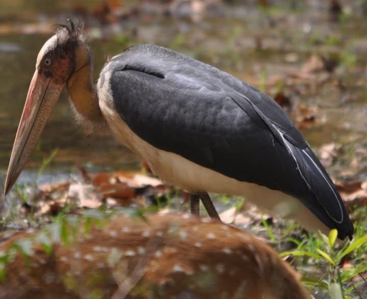 Lesser Adjutant - ML646344613