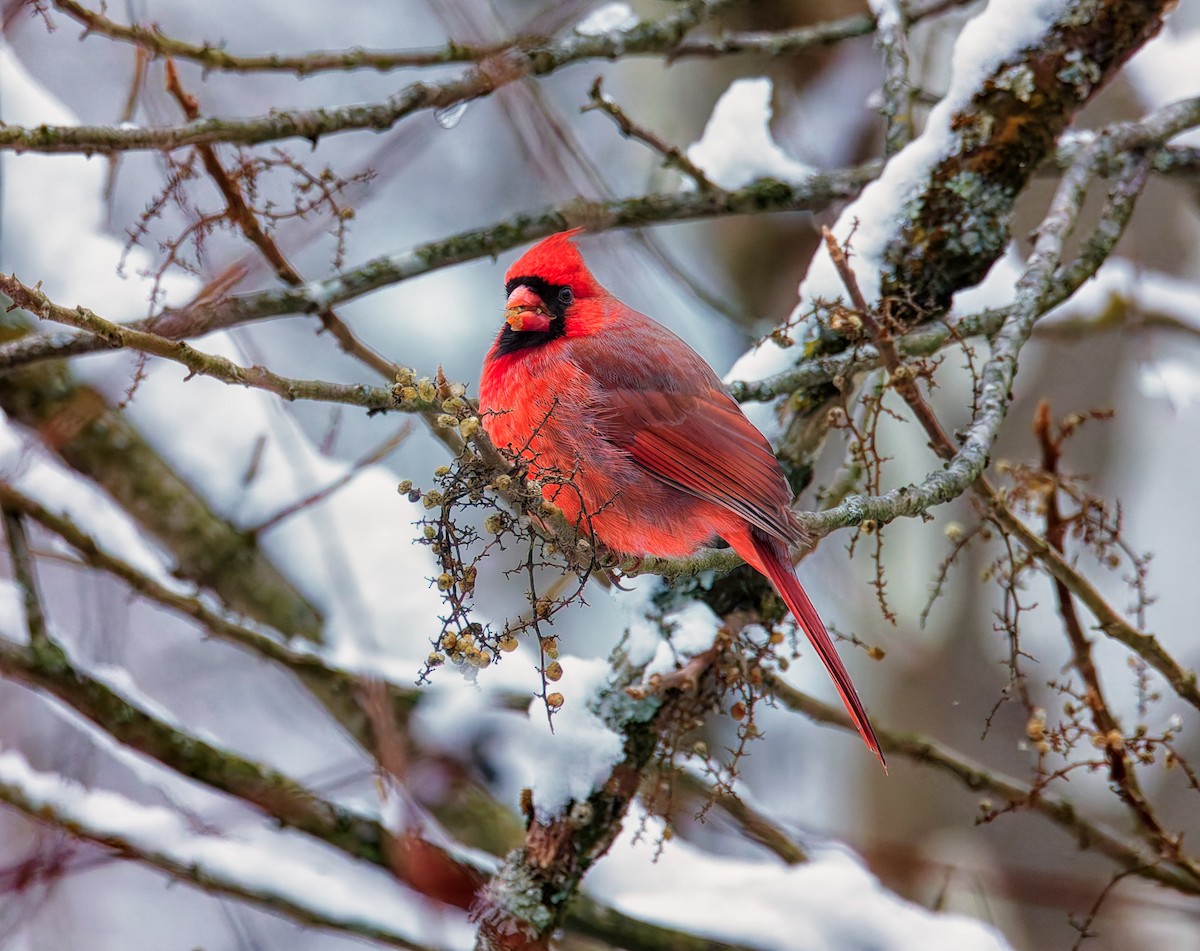 Northern Cardinal - ML646344615