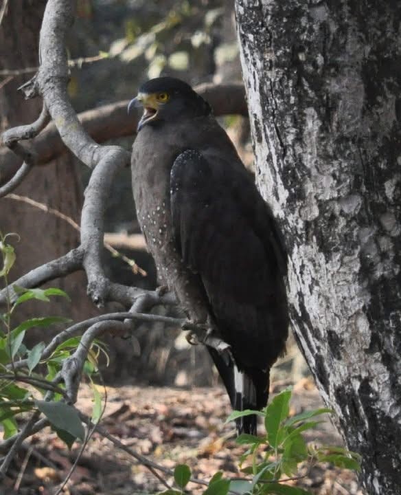 Crested Serpent-Eagle - ML646344620