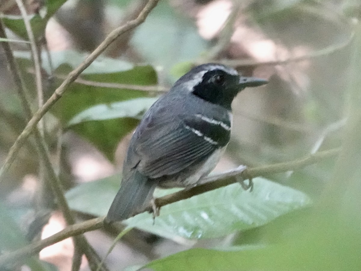 Schmalbrauen-Ameisenschnäpper - ML646344621