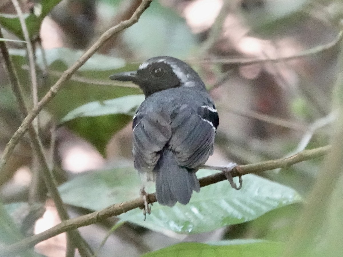 Schmalbrauen-Ameisenschnäpper - ML646344622