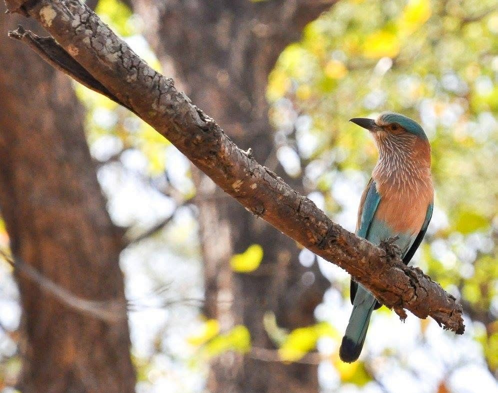 Bengalenracke - ML646344623