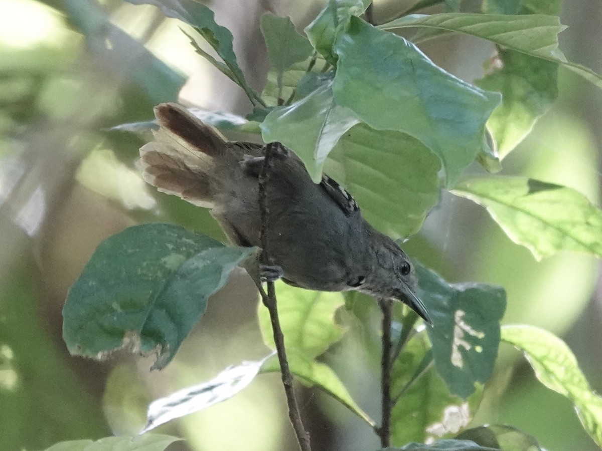 Weißaugen-Ameisenschlüpfer - ML646344624