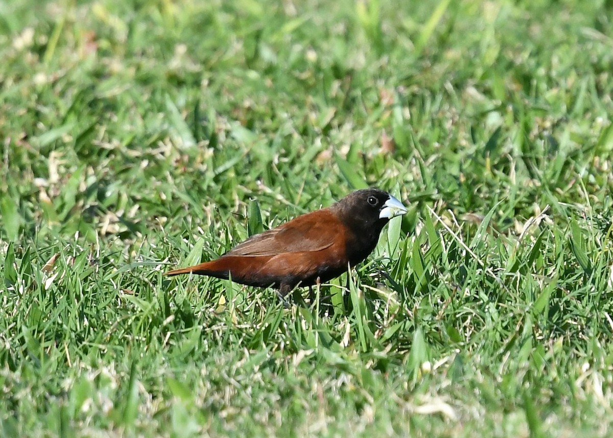 Schwarzkappennonne - ML646344625