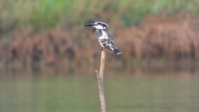 Graufischer - ML646344626