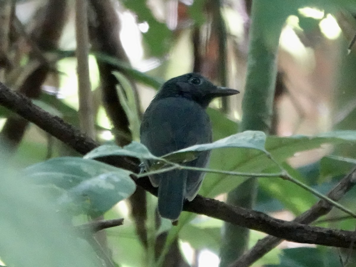 Bleiameisenvogel - ML646344628