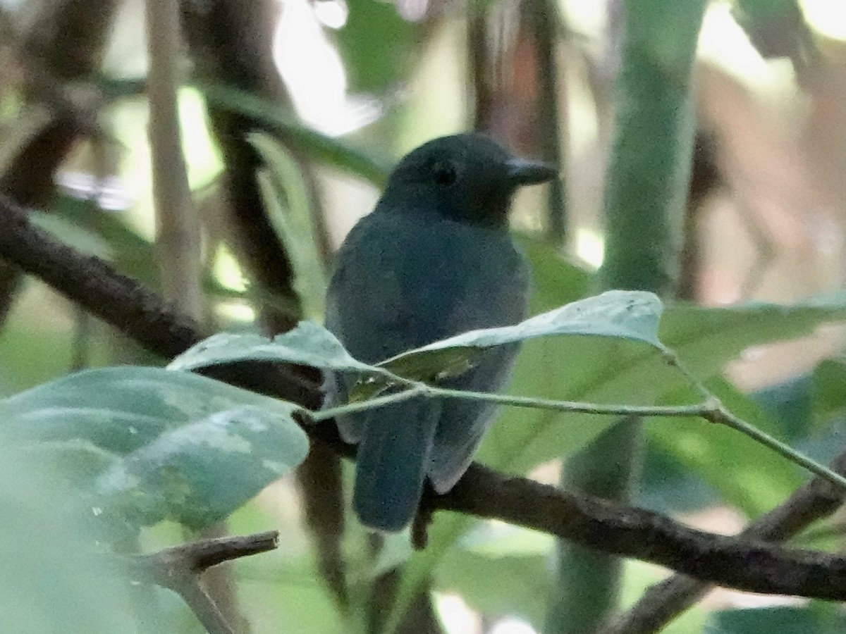 Bleiameisenvogel - ML646344629