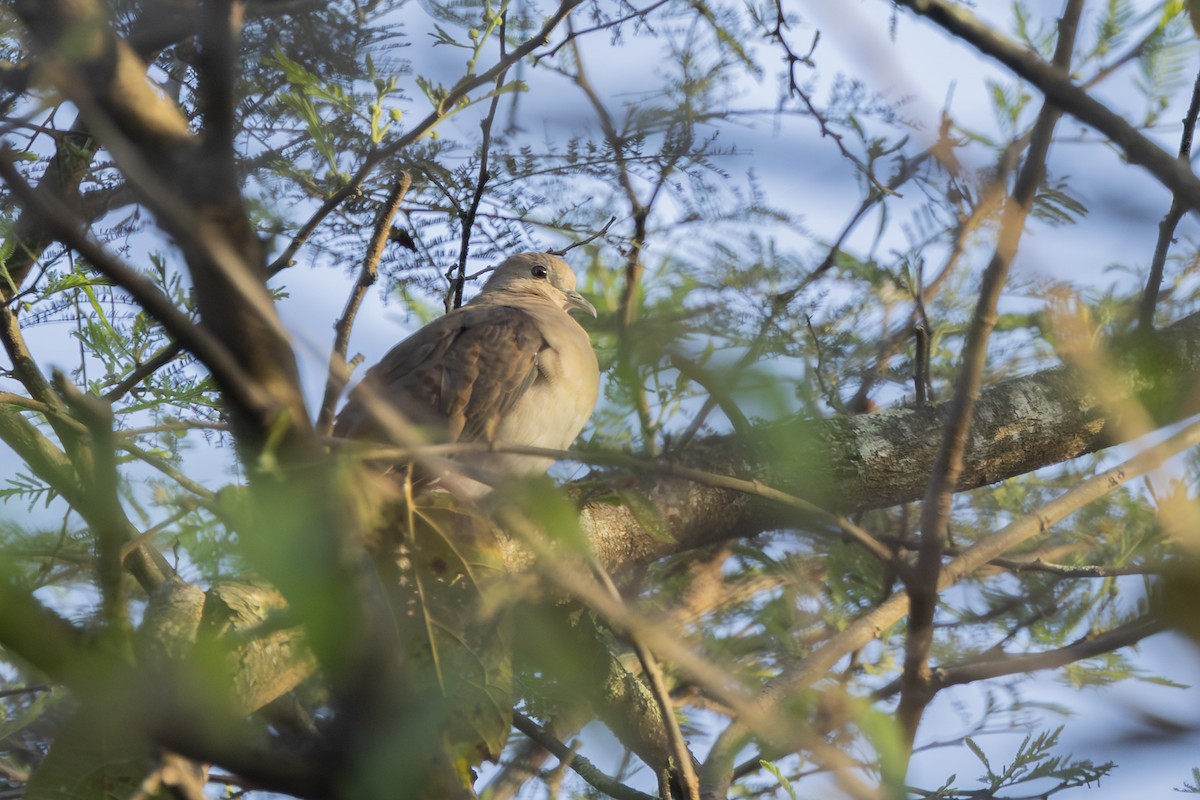 Schmucktäubchen - ML646344630