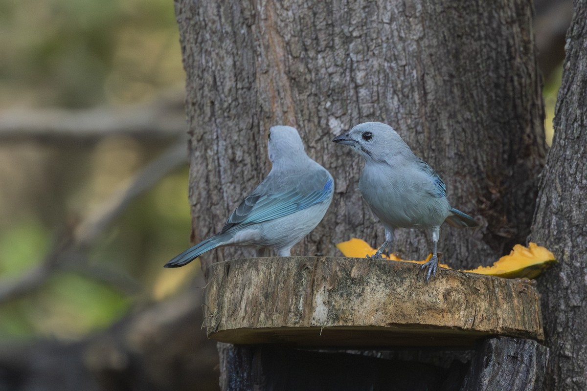 Bischofstangare - ML646344631