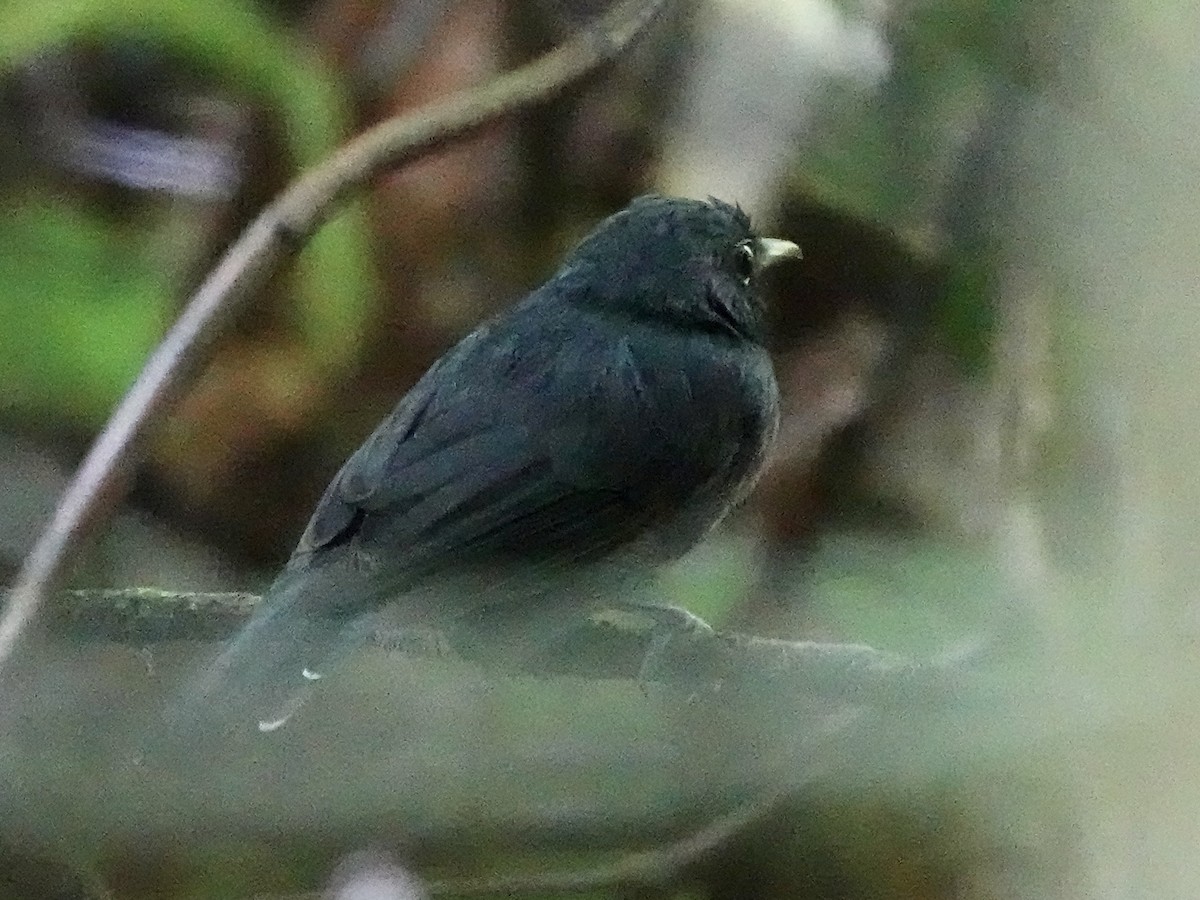 Bauchflecken-Ameisenvogel - ML646344632