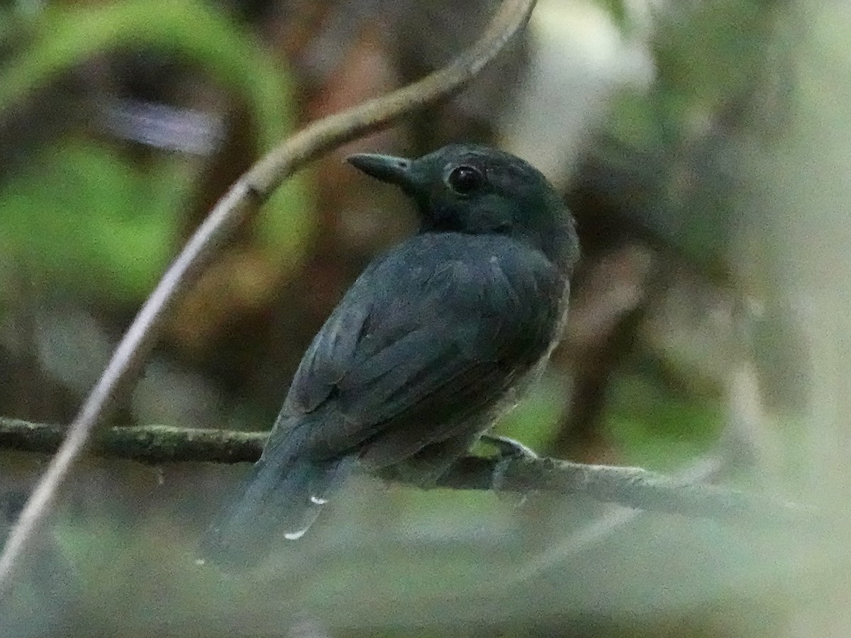 Bauchflecken-Ameisenvogel - ML646344633