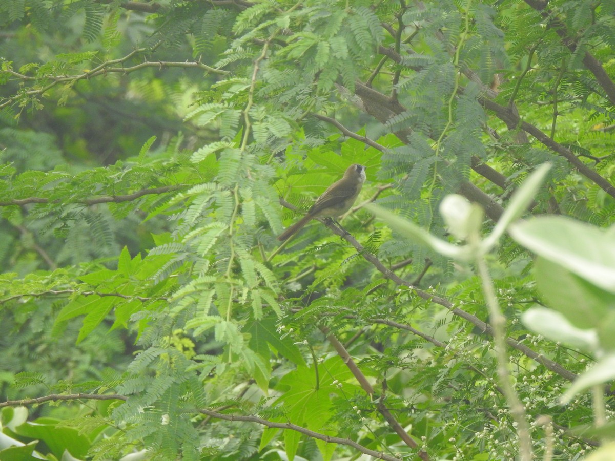 Braunwürger - ML646344634