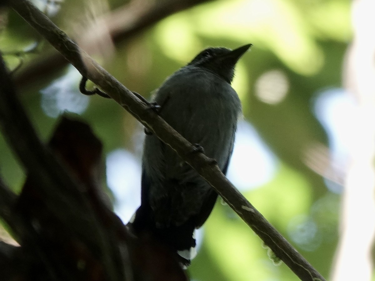 Amazonienameisenwürger - ML646344635