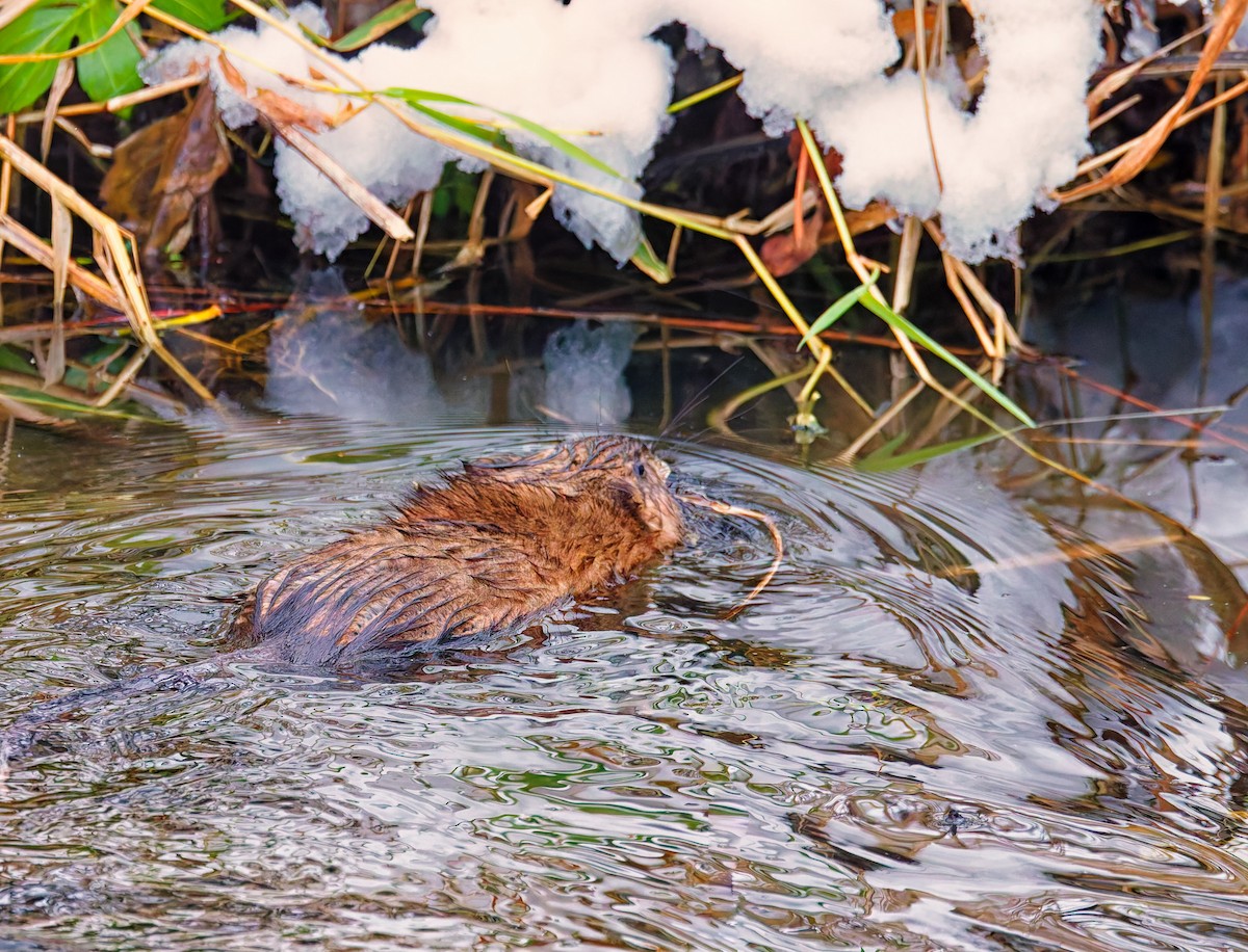 Bisamratte - ML646344639