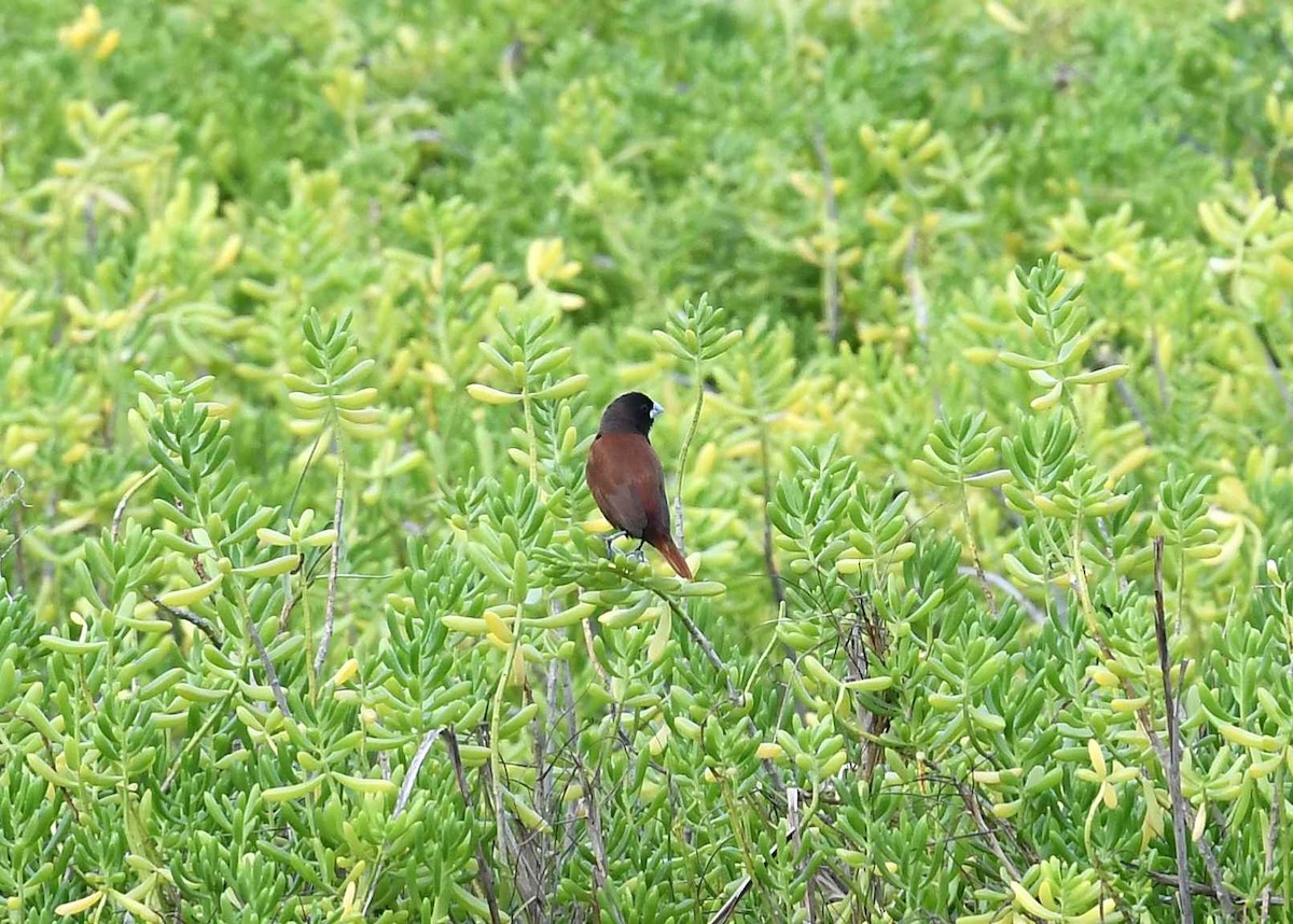 Schwarzkappennonne - ML646344641