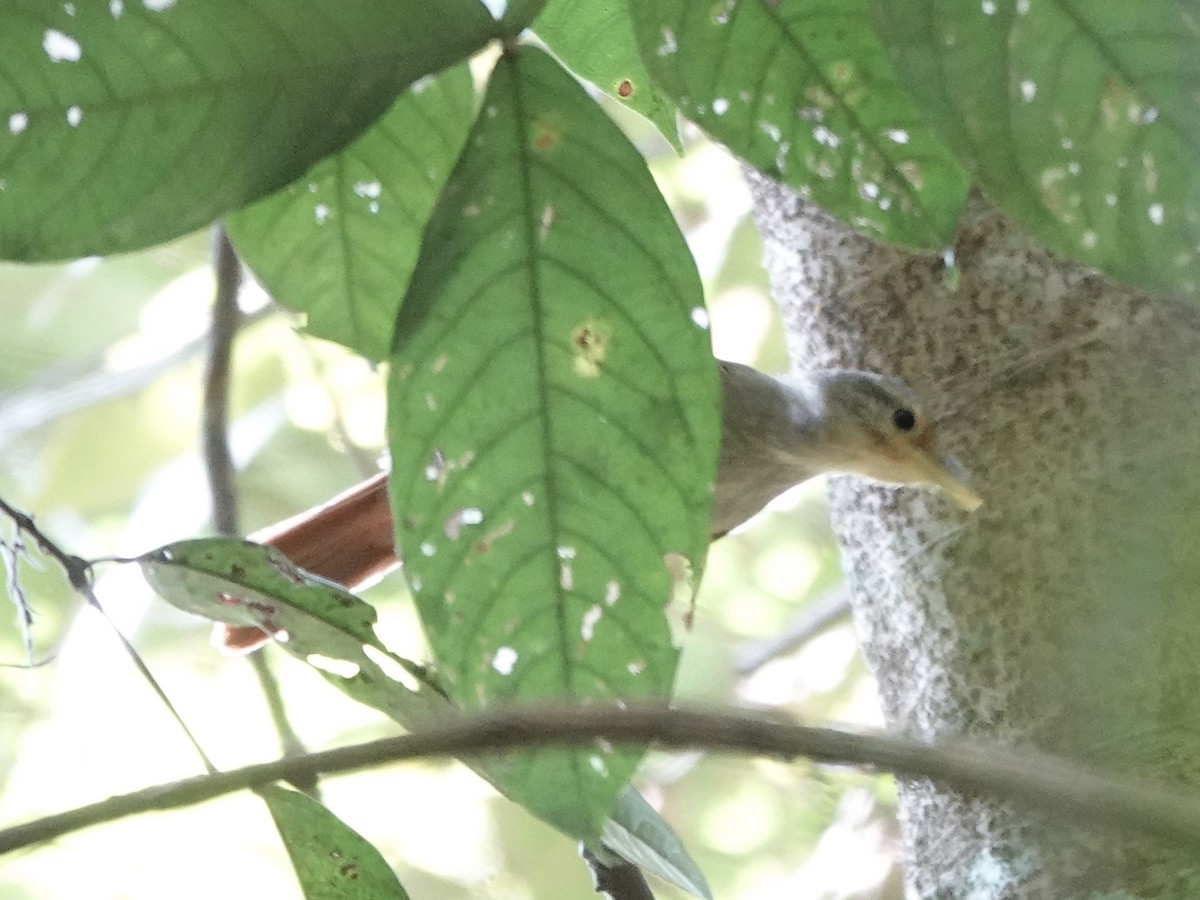 Fahlkehl-Baumspäher - ML646344642