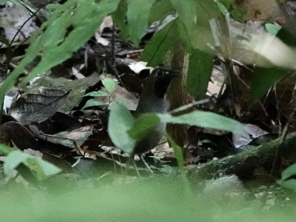 Graubrust-Ameisendrossel - ML646344643