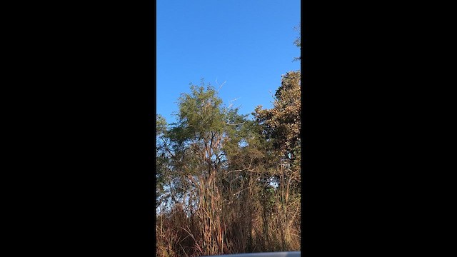 White-bellied Drongo - ML646344644