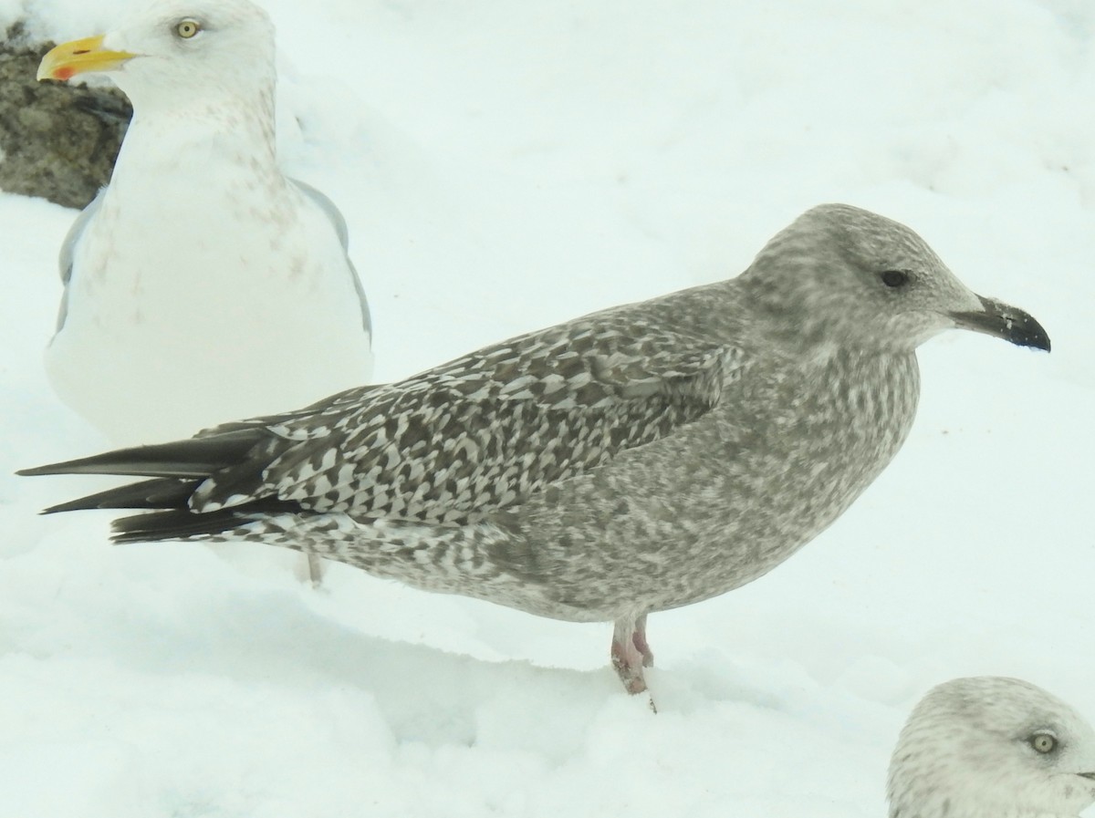 gull sp. - ML646344645