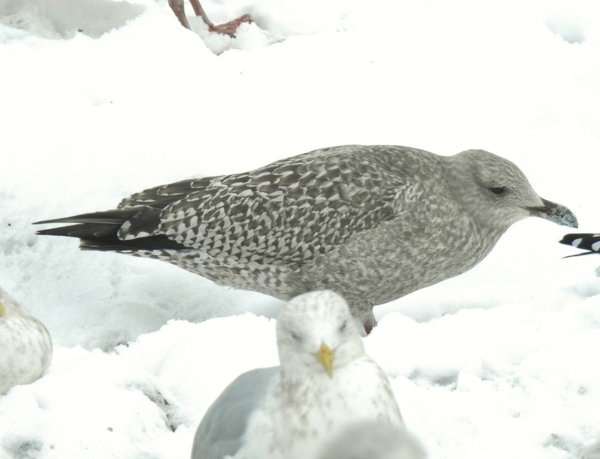 gull sp. - ML646344646