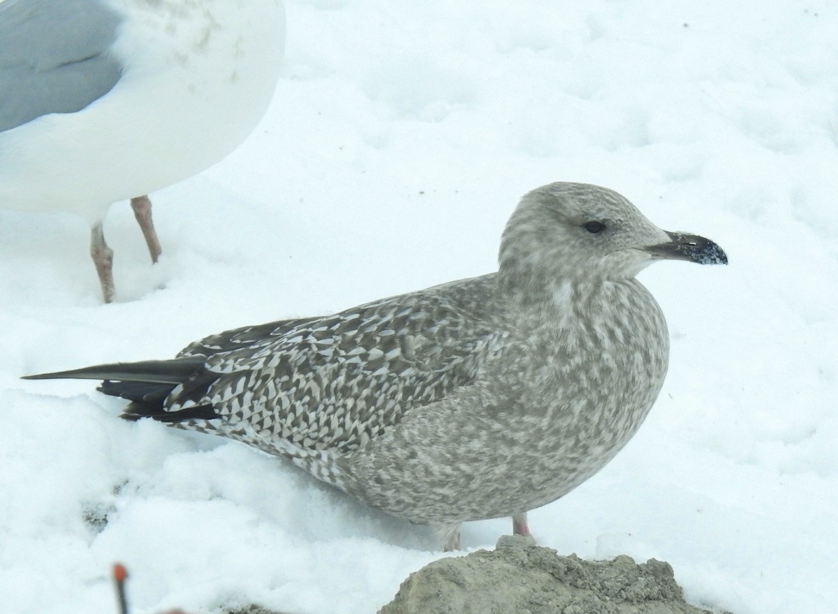 gull sp. - ML646344647