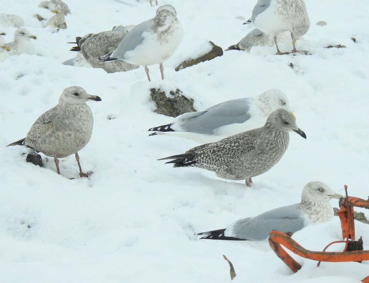 gull sp. - ML646344648
