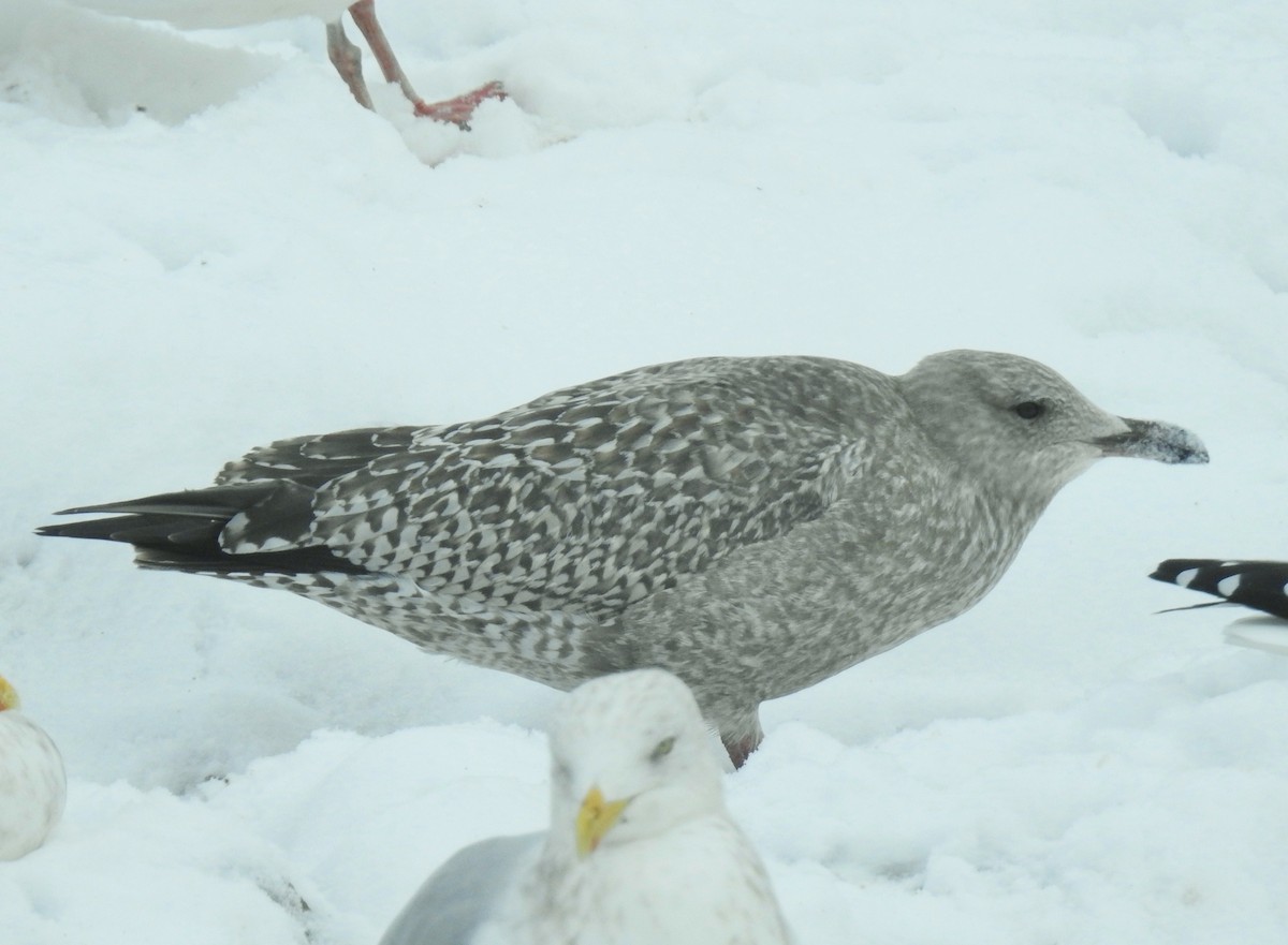 gull sp. - ML646344649