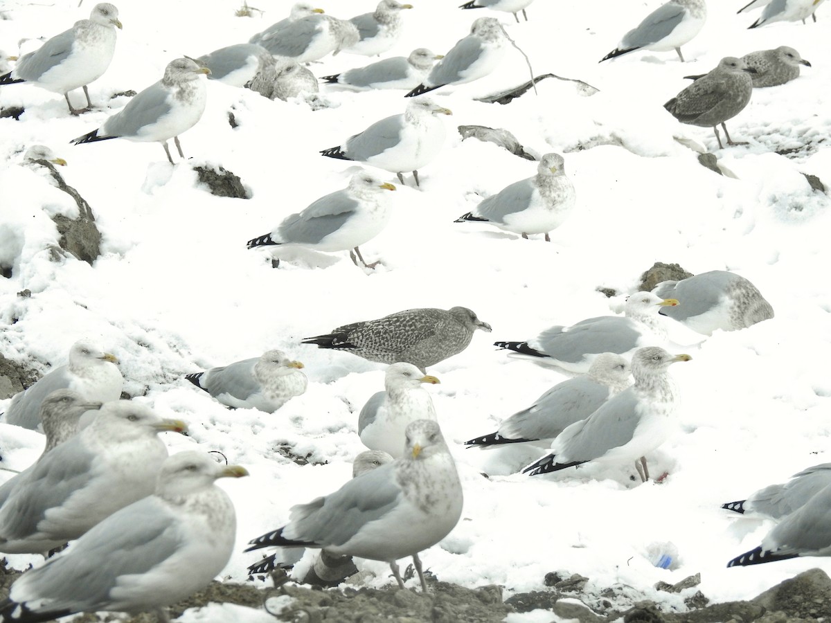 gull sp. - ML646344650