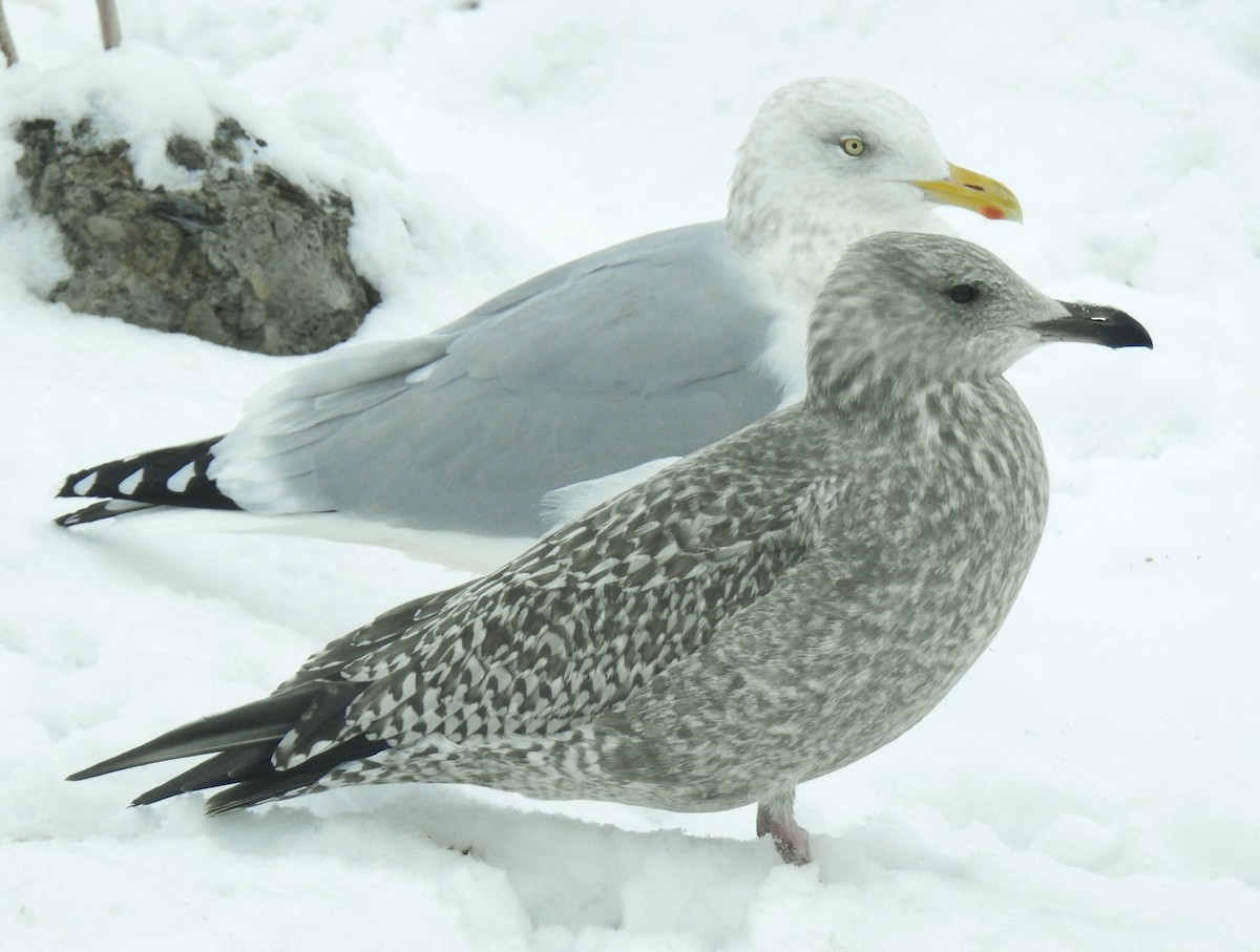 gull sp. - ML646344651