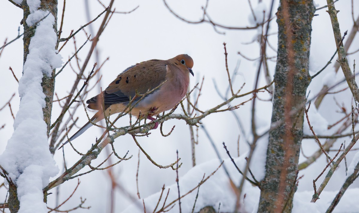 Carolinataube - ML646344655