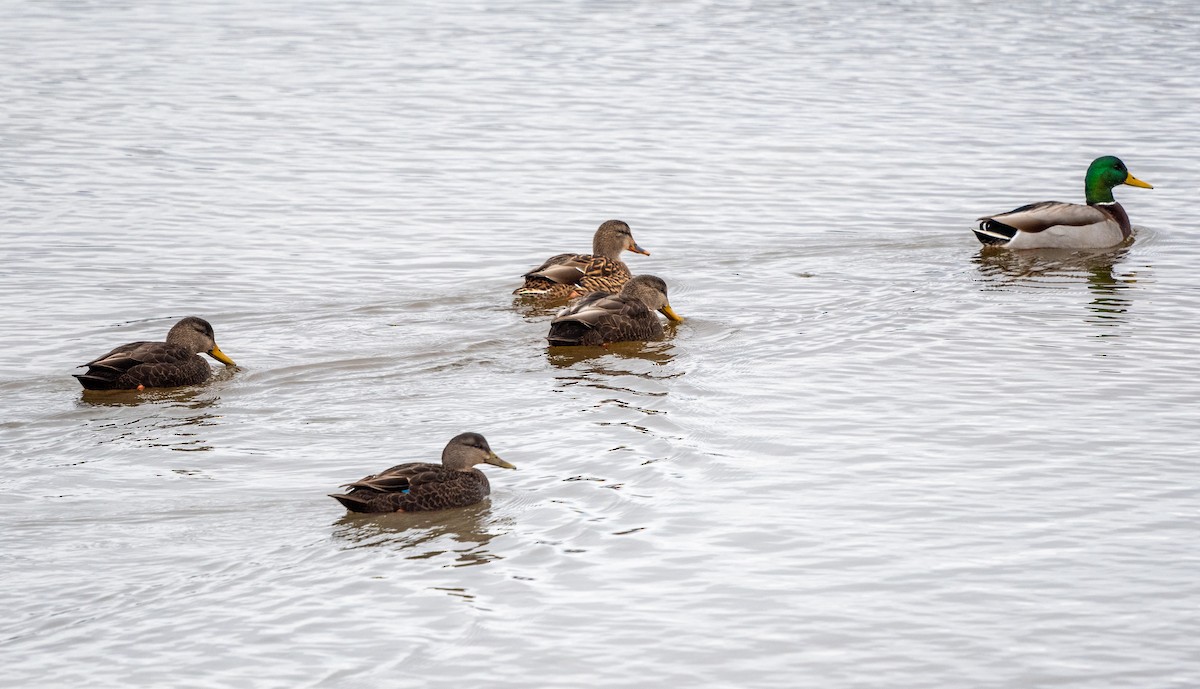American Black Duck - ML646344659