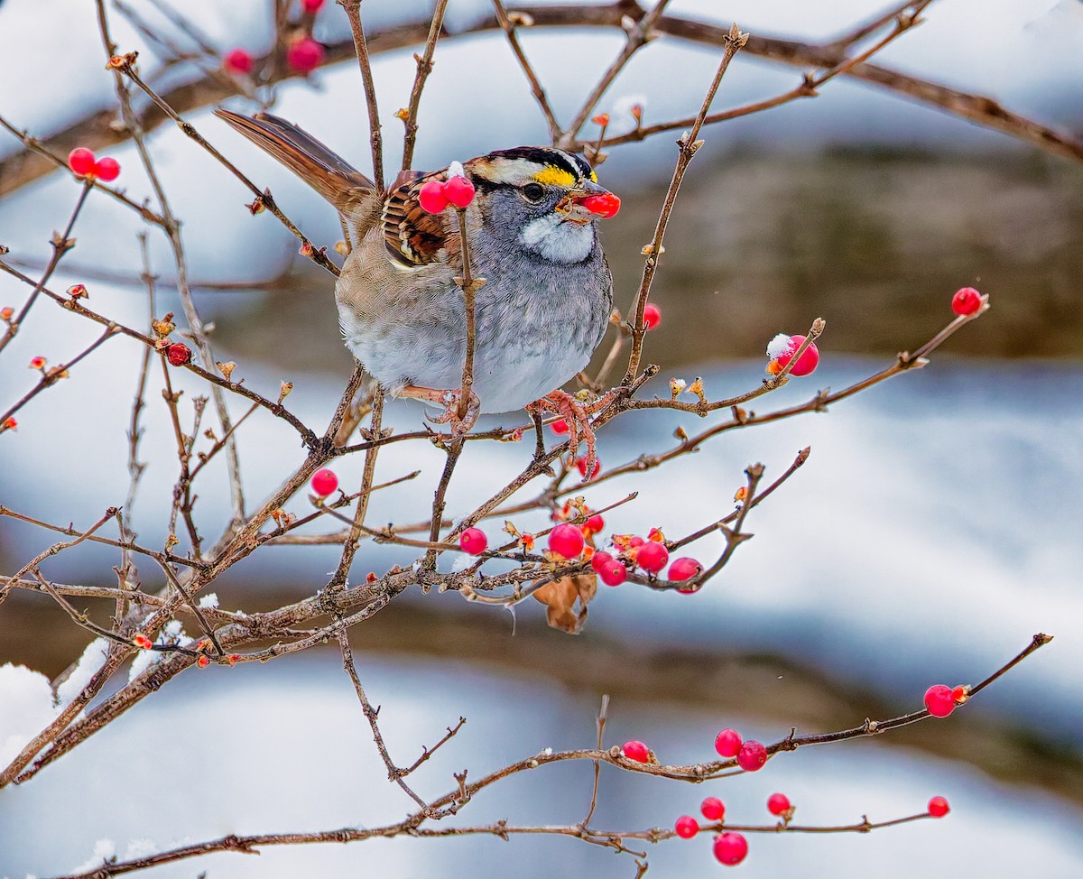 Белобровая овсянка - ML646344661