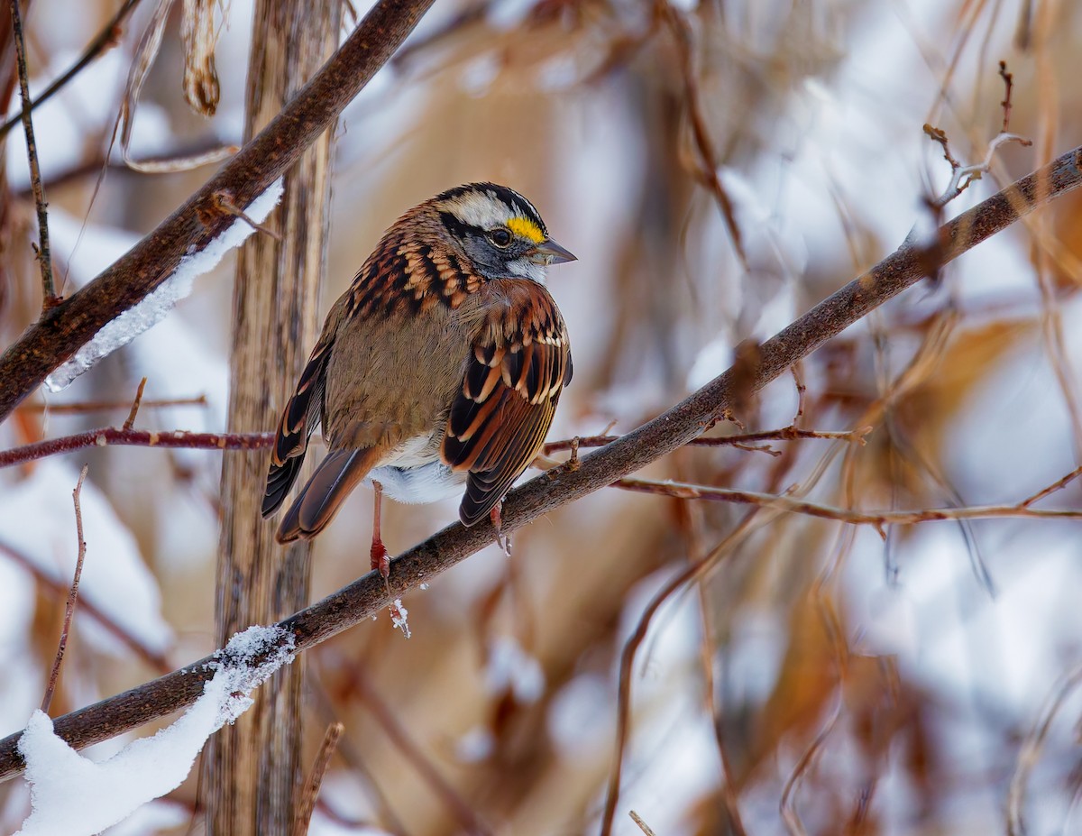 Белобровая овсянка - ML646344662