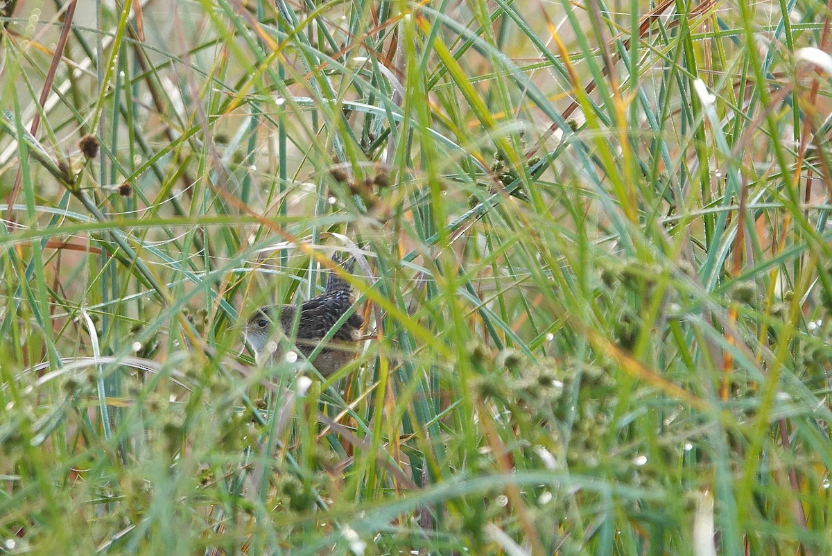 Cucarachero Culibarrado - ML646344673