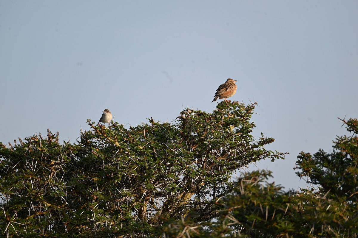 Greater Whitethroat - ML646344674