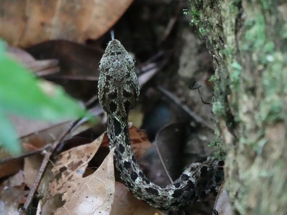 Common Lancehead - ML646344676