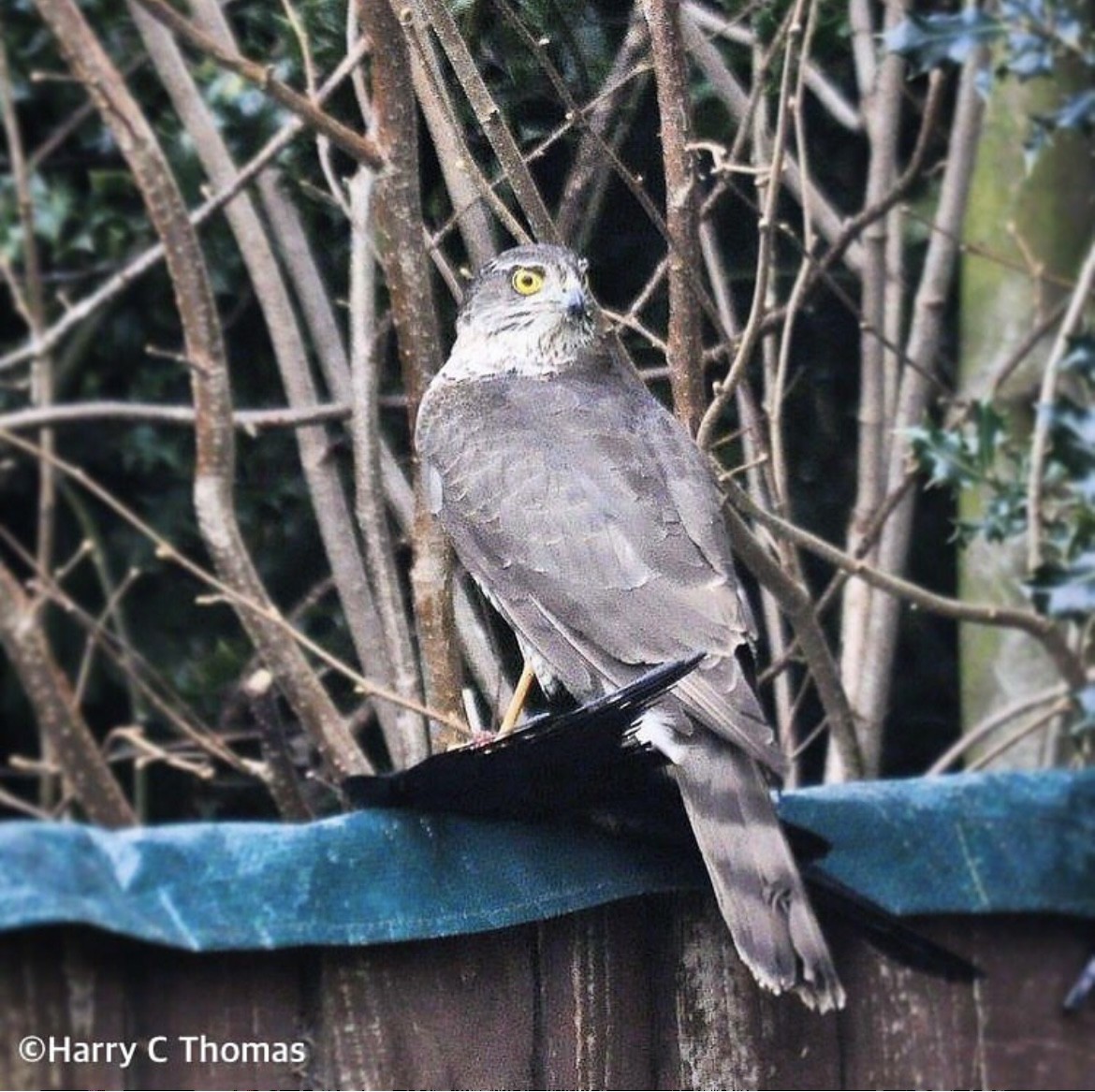 Eurasian Sparrowhawk - ML646344682