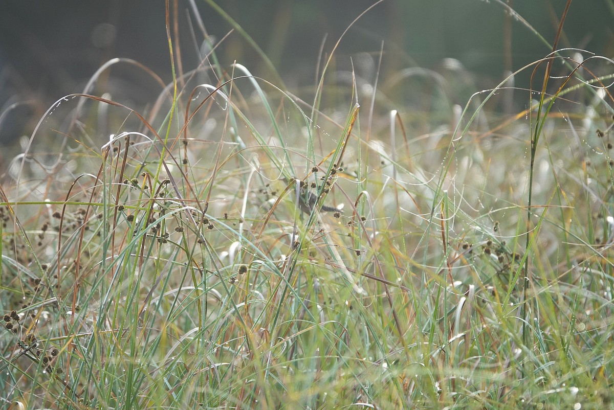 Cucarachero Culibarrado - ML646344683