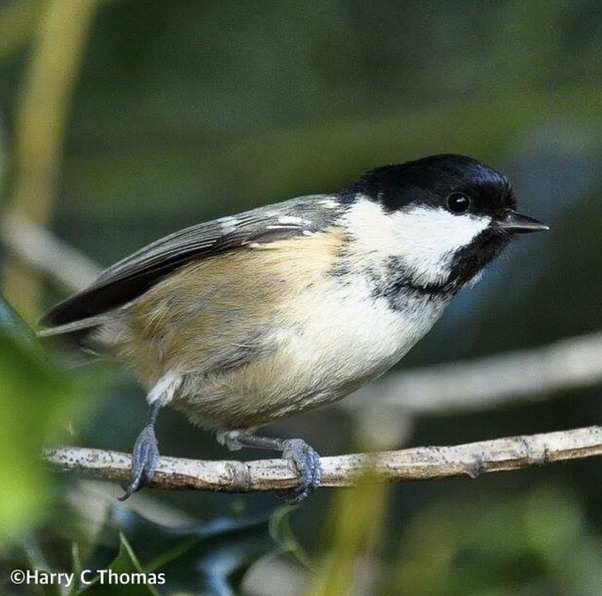 Coal Tit - ML646344685
