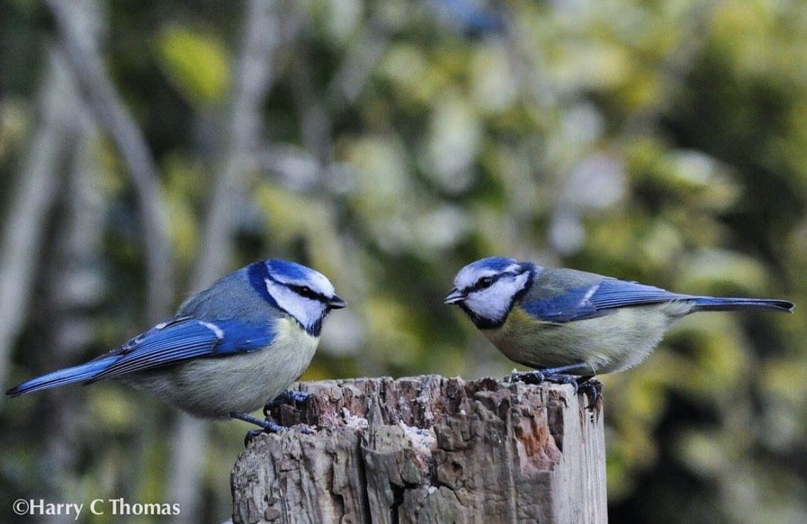 Eurasian Blue Tit - ML646344686