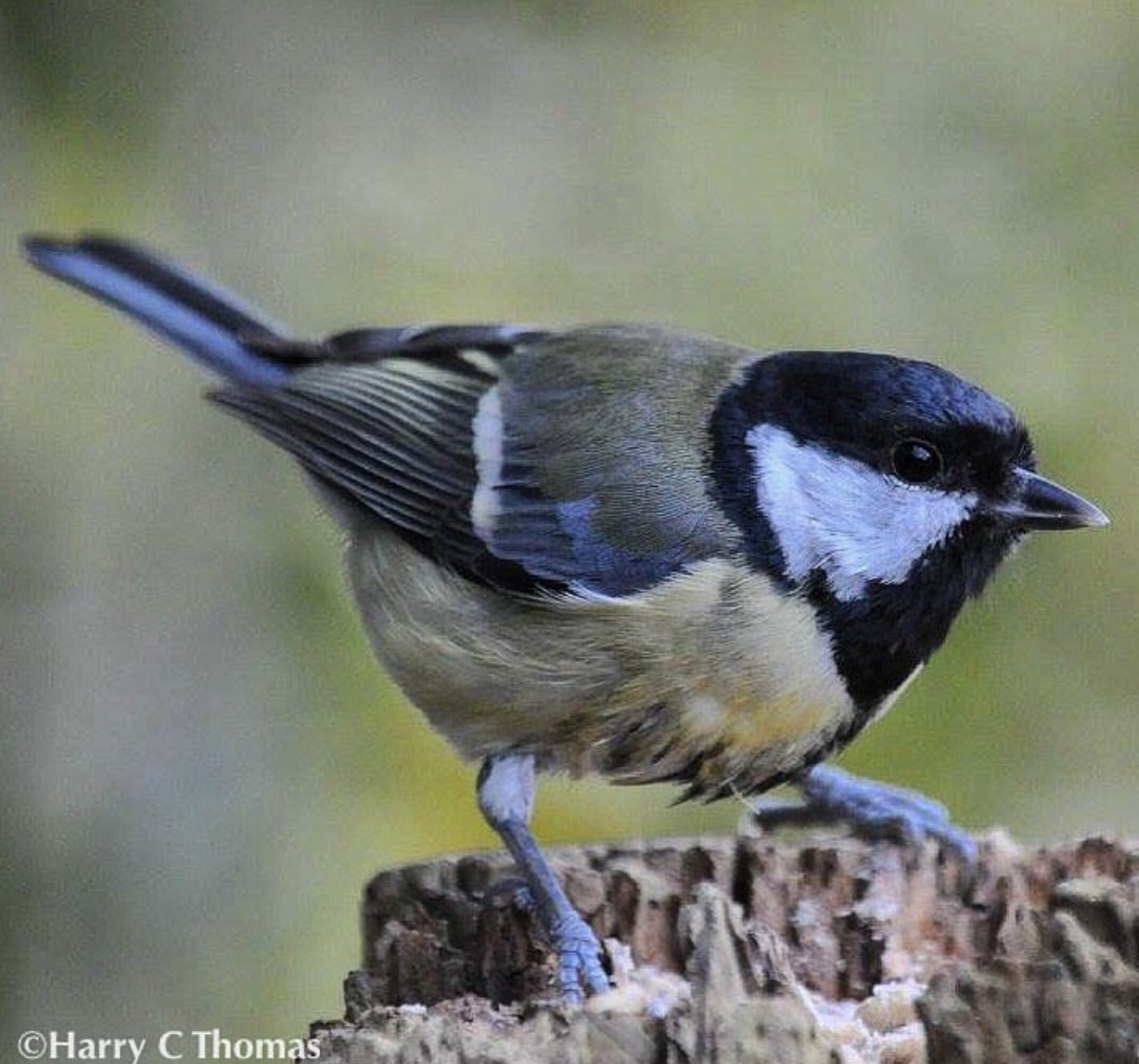 Great Tit - ML646344687