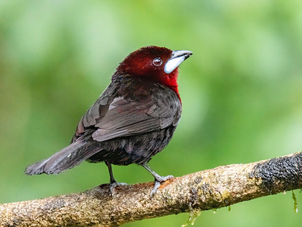 Silver-beaked Tanager - ML646344688