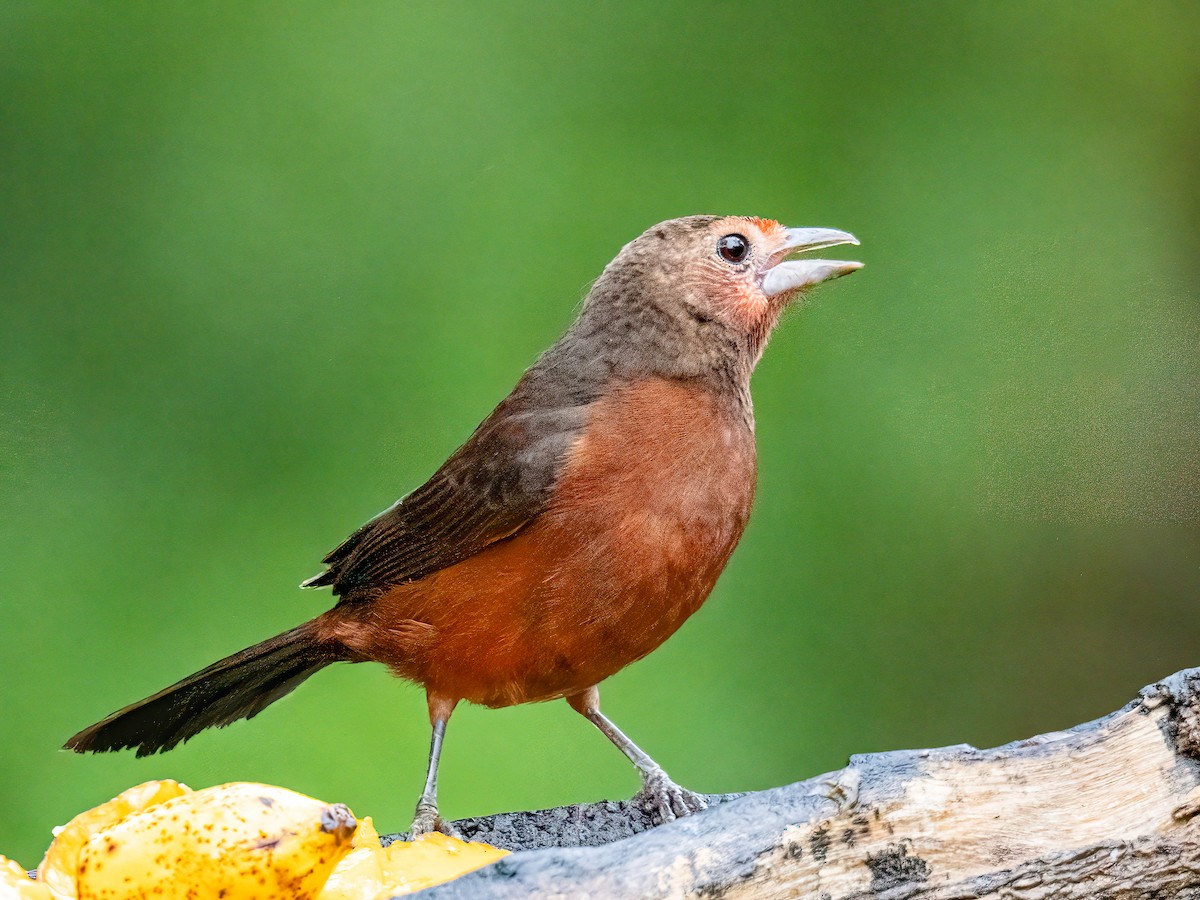 Silver-beaked Tanager - ML646344689