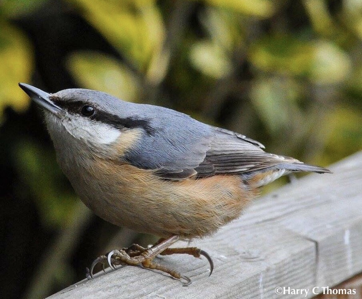Eurasian Nuthatch - ML646344690