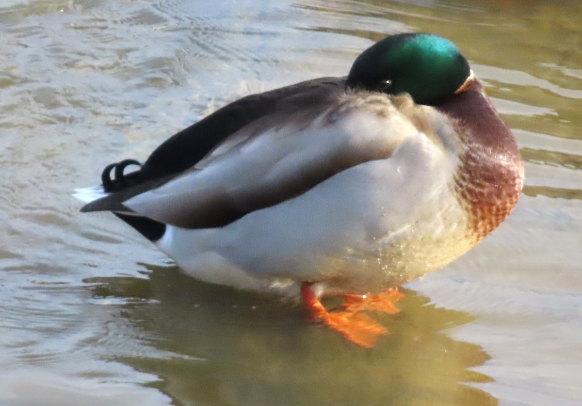 ברכיה - ML646344691