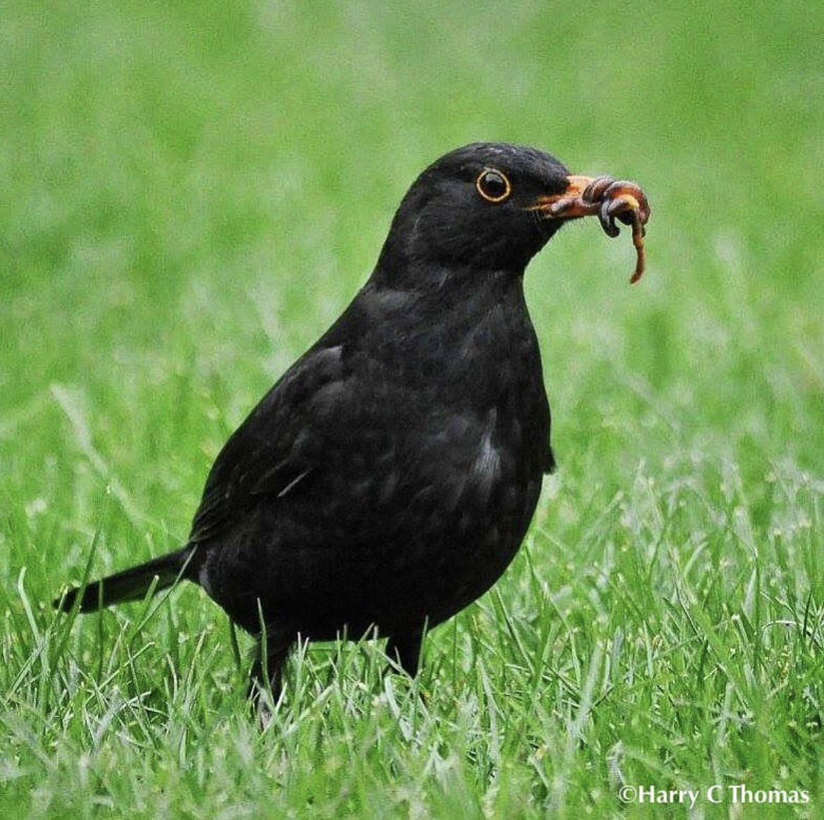 Eurasian Blackbird - ML646344692