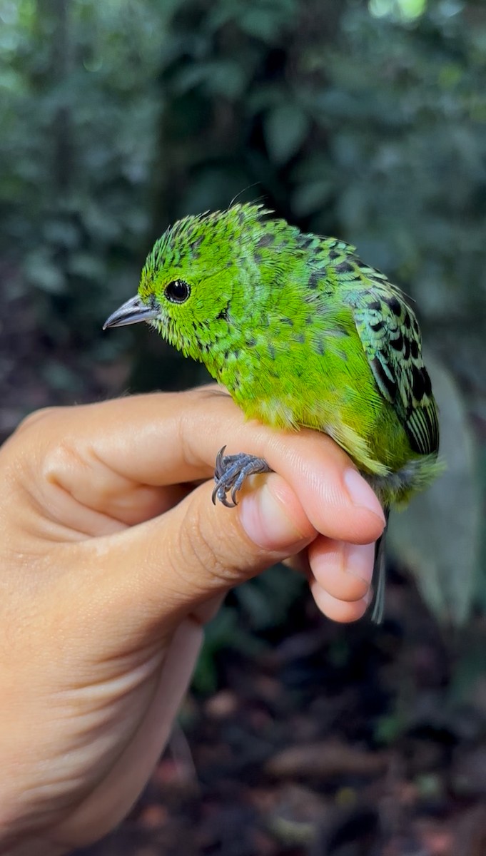 Yellow-bellied Tanager - ML646344693