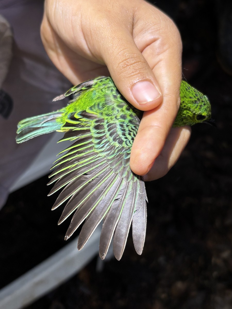 Yellow-bellied Tanager - ML646344694