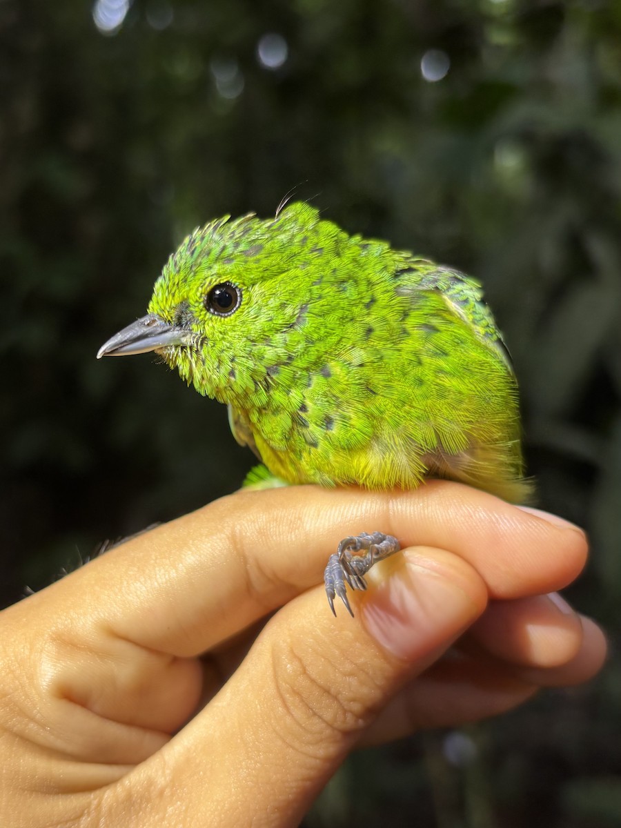 Yellow-bellied Tanager - ML646344695