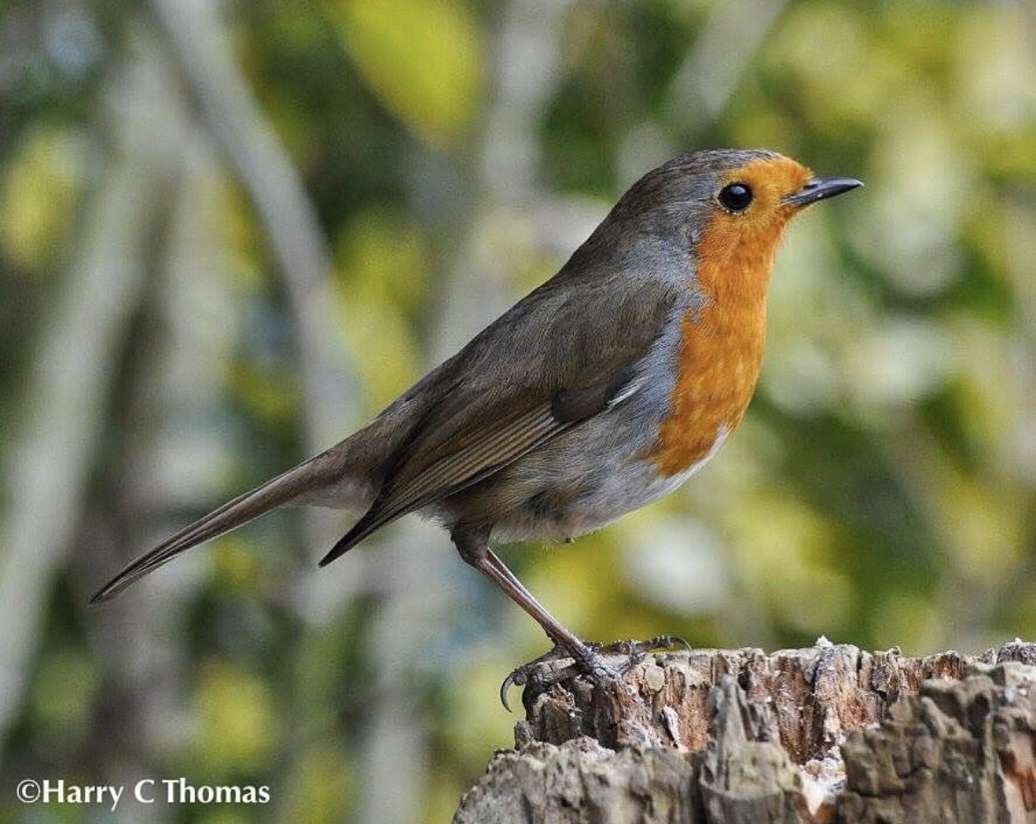 European Robin - ML646344697